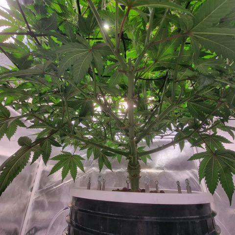 Lemon Cherry Gelato growlog timeline photo
