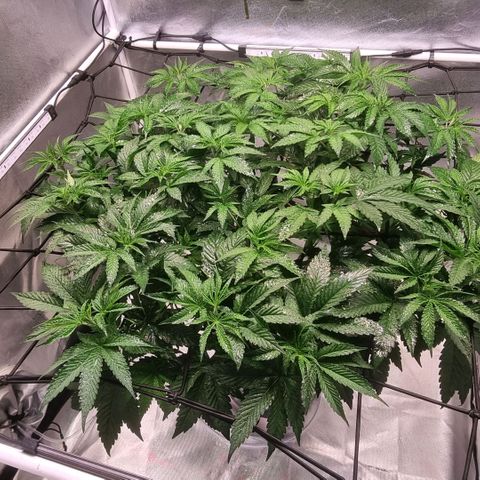 Lemon Cherry Gelato growlog timeline photo