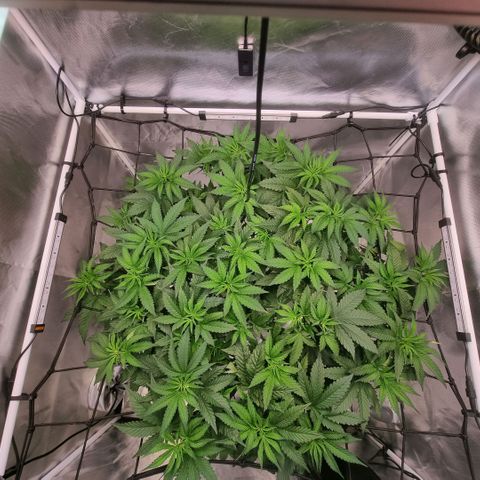 Lemon Cherry Gelato growlog timeline photo
