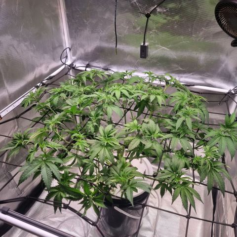 Lemon Cherry Gelato growlog photo: Ein wenig entlauben 