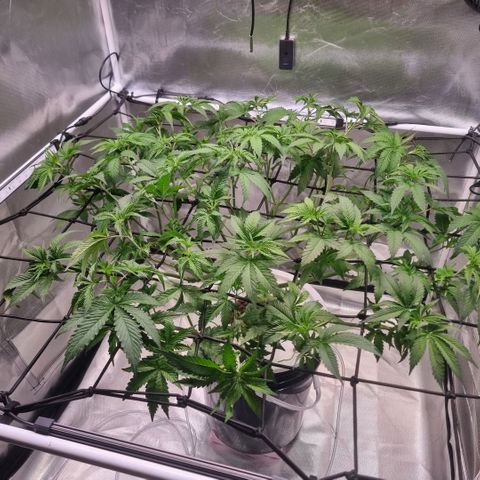 Lemon Cherry Gelato growlog photo: Ein wenig entlauben 