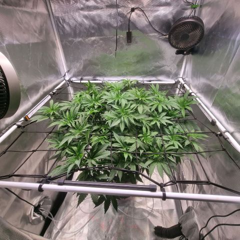 Lemon Cherry Gelato growlog timeline photo