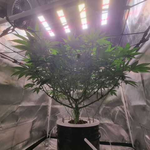 Lemon Cherry Gelato growlog timeline photo