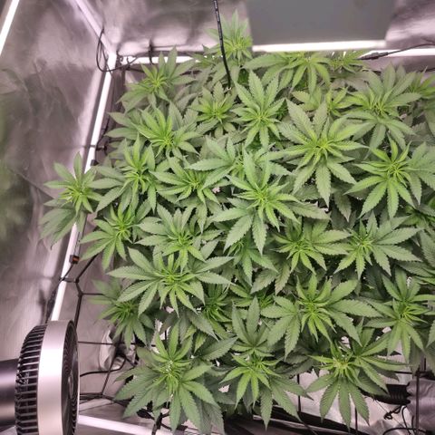 Lemon Cherry Gelato growlog timeline photo