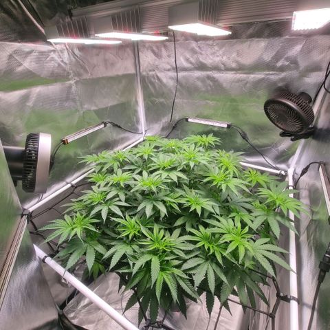 Lemon Cherry Gelato growlog timeline photo