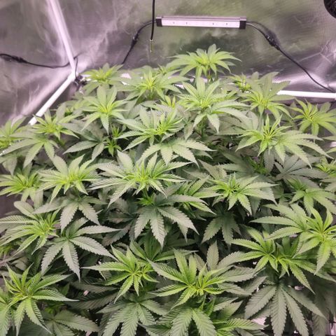 Lemon Cherry Gelato growlog timeline photo
