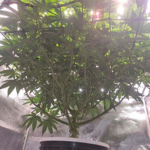 Lemon Cherry Gelato growlog timeline photo