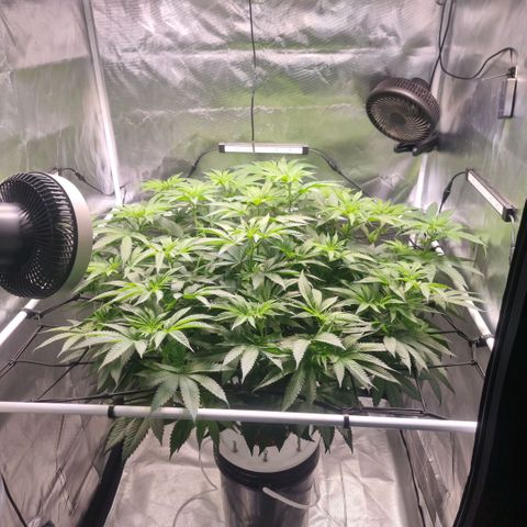 Lemon Cherry Gelato growlog timeline photo