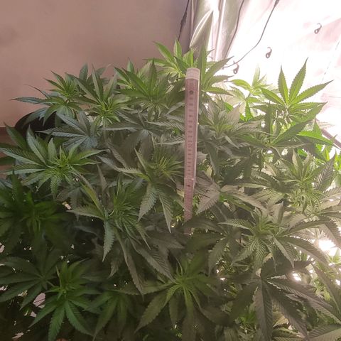 Lemon Cherry Gelato growlog photo: Ein schöner 💐 