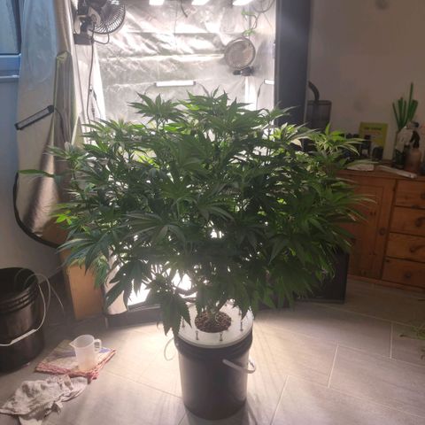 Lemon Cherry Gelato growlog photo: Ein schöner 💐 