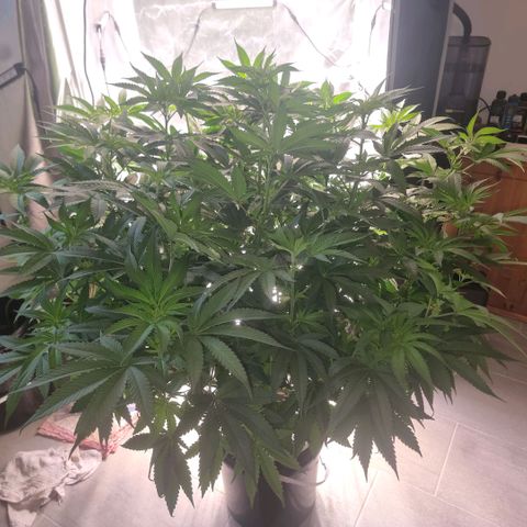 Lemon Cherry Gelato growlog photo: Ein schöner 💐 