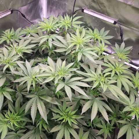 Lemon Cherry Gelato growlog timeline photo