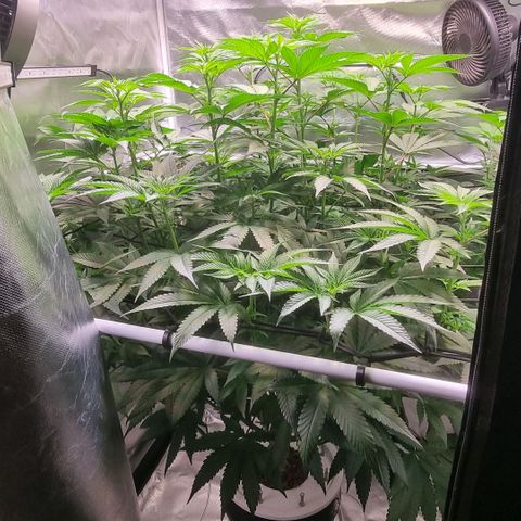 Lemon Cherry Gelato growlog timeline photo