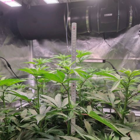 Lemon Cherry Gelato growlog timeline photo