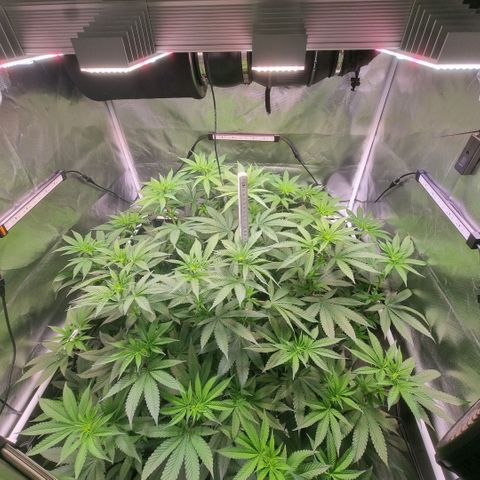 Lemon Cherry Gelato growlog timeline photo