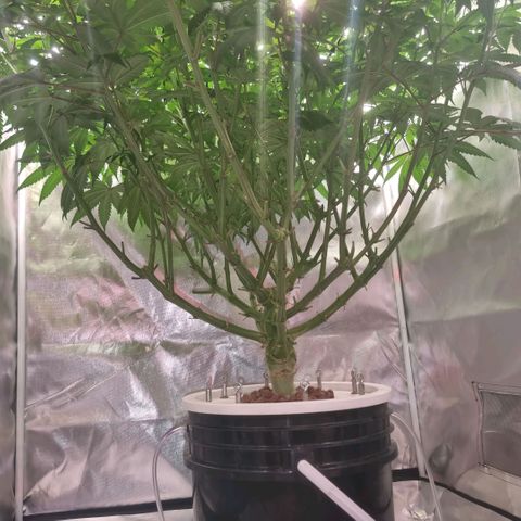 Lemon Cherry Gelato growlog photo: Die Größe wird ein Problem 😪