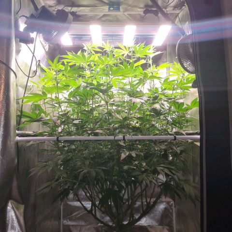 Lemon Cherry Gelato growlog photo: Die Größe wird ein Problem 😪
