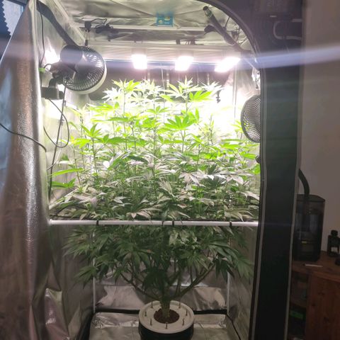Lemon Cherry Gelato growlog photo: Die Größe wird ein Problem 😪