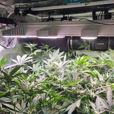 Lemon Cherry Gelato growlog photo: Pflanze ist nun 1800 mm hoch 
KRONEN um 90* umgeleitet 
HOFFE es klappt 