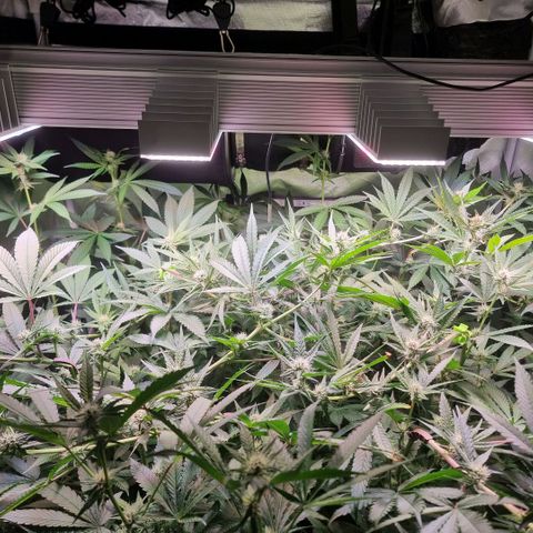 Lemon Cherry Gelato growlog photo: Pflanze ist nun 1800 mm hoch 
KRONEN um 90* umgeleitet 
HOFFE es klappt 