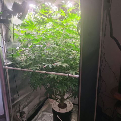 Lemon Cherry Gelato growlog photo: Pflanze ist nun 1800 mm hoch 
KRONEN um 90* umgeleitet 
HOFFE es klappt 