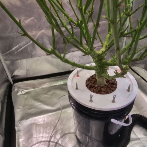 Lemon Cherry Gelato growlog timeline photo
