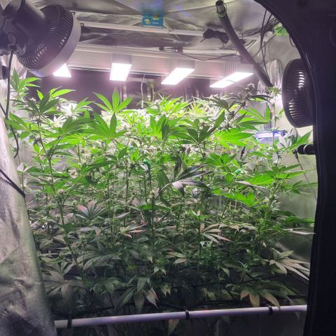 Lemon Cherry Gelato growlog timeline photo