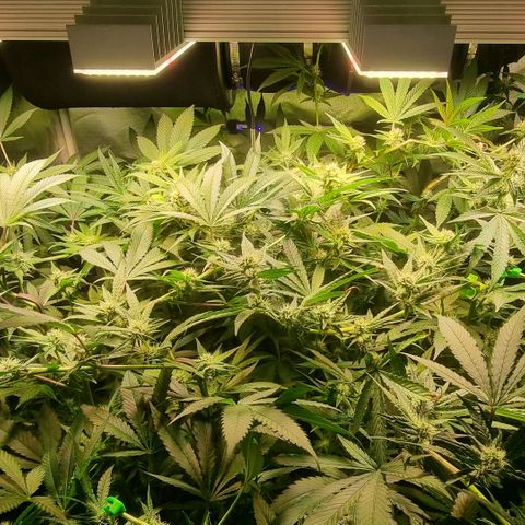 Lemon Cherry Gelato growlog timeline photo