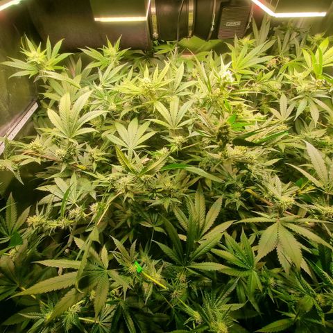 Lemon Cherry Gelato growlog photo: Es geht voran 🙏