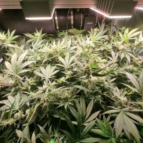 Lemon Cherry Gelato growlog photo: Es geht voran 🙏