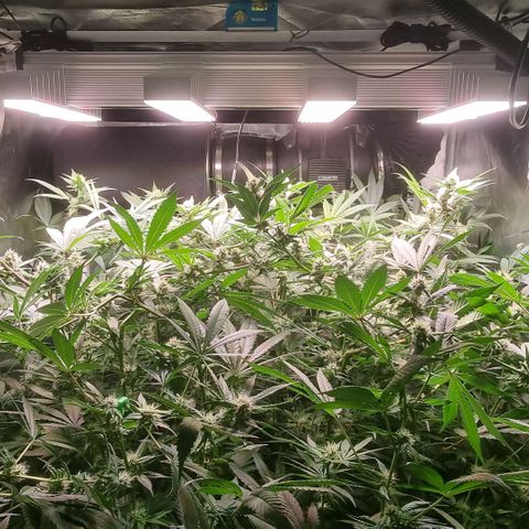 Lemon Cherry Gelato growlog photo: Es geht voran 🙏