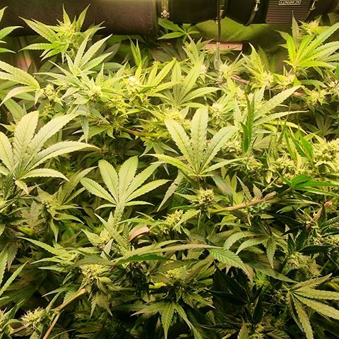 Lemon Cherry Gelato growlog photo: Reagiert sehr gut auf HST