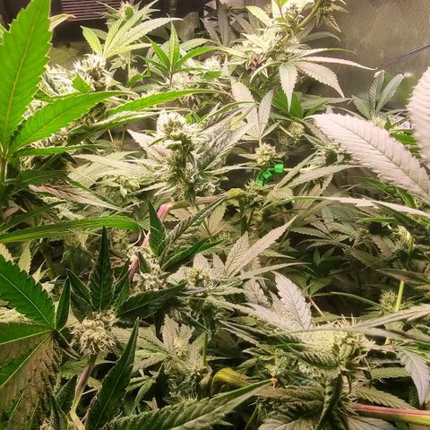 Lemon Cherry Gelato growlog photo: Reagiert sehr gut auf HST