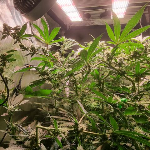 Lemon Cherry Gelato growlog photo: Reagiert sehr gut auf HST