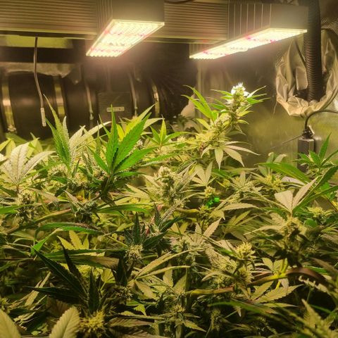 Lemon Cherry Gelato growlog photo: Reagiert sehr gut auf HST