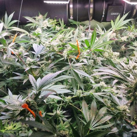 Lemon Cherry Gelato growlog timeline photo
