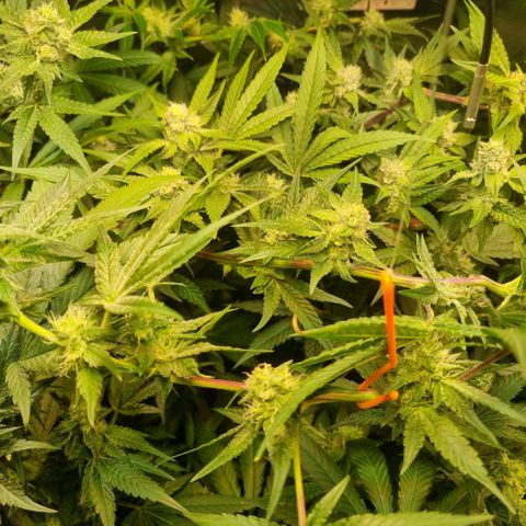 Lemon Cherry Gelato growlog timeline photo