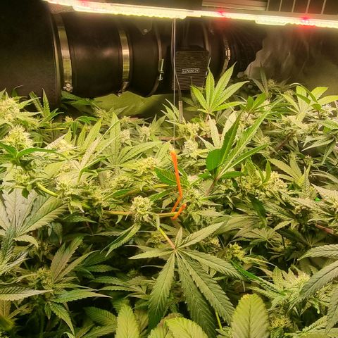 Lemon Cherry Gelato growlog timeline photo