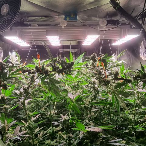 Lemon Cherry Gelato growlog timeline photo