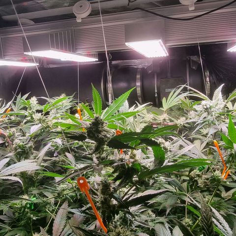 Lemon Cherry Gelato growlog timeline photo