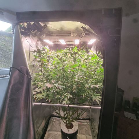 Lemon Cherry Gelato growlog timeline photo