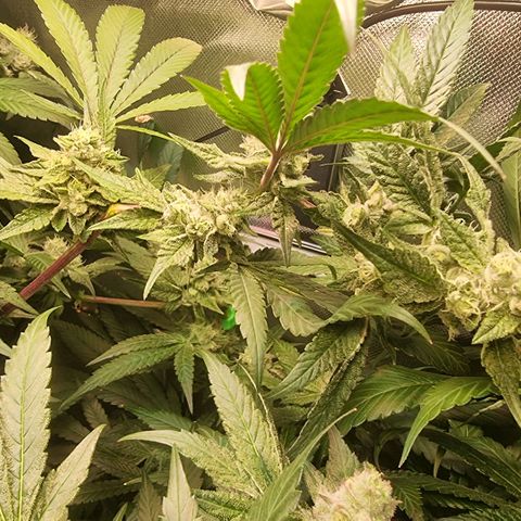 Lemon Cherry Gelato growlog timeline photo