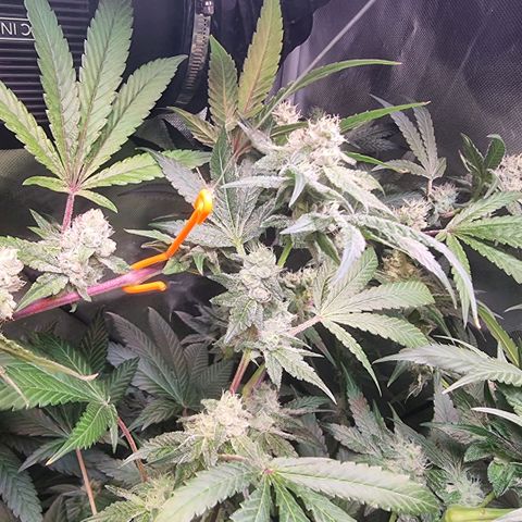 Lemon Cherry Gelato growlog timeline photo