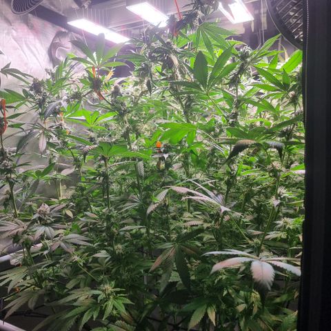 Lemon Cherry Gelato growlog timeline photo