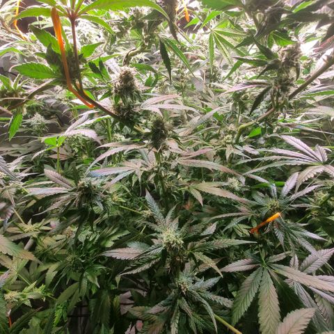 Lemon Cherry Gelato growlog timeline photo