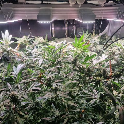 Lemon Cherry Gelato growlog timeline photo