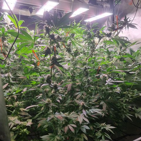 Lemon Cherry Gelato growlog timeline photo