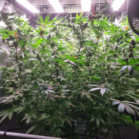 Lemon Cherry Gelato growlog timeline photo