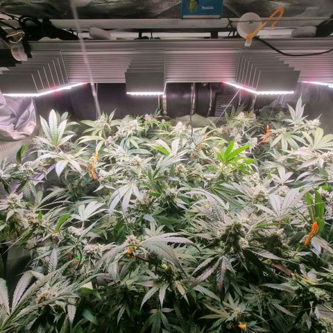 Lemon Cherry Gelato growlog timeline photo