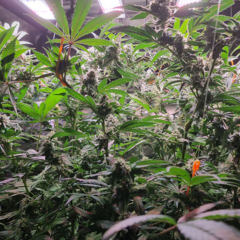 Lemon Cherry Gelato growlog timeline photo